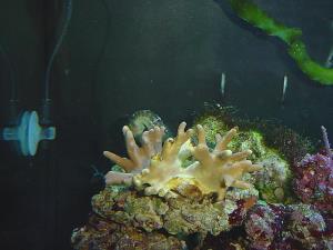 Sea horse aquarium