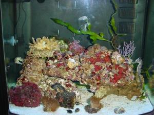 Sea horse aquarium