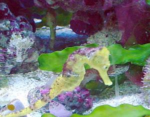 Sea horse aquarium