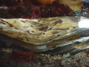 Oyster