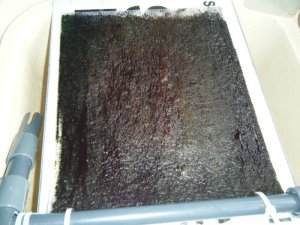 Algae scrubber 17