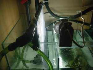 Algae scrubber 3